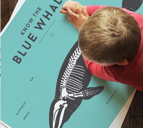 Deer industries Kids Decor Store, Blue Whale Educational Chart, Kids Room Wall Decor, Kids Poster on sea Creatures