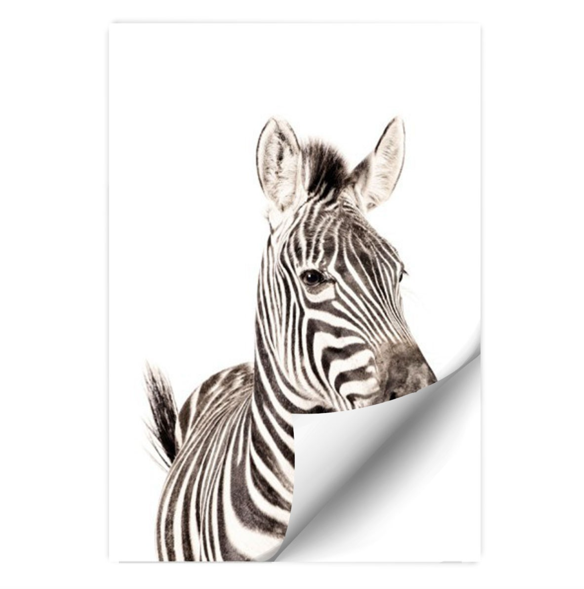 Magnetic Poster Zebra