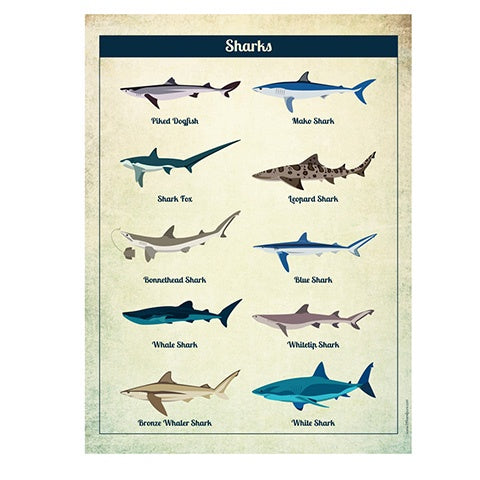 Deer Industries Educational Posters, 50 x 70 Poster Sharks, Wall Art for Teenager, Boys Room Wall Decor