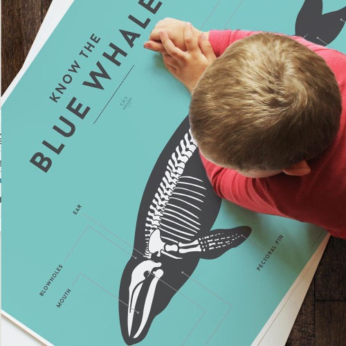 Deer industries Kids Decor Store, Blue Whale Educational Chart, Kids Room Wall Decor, Kids Poster on sea Creatures