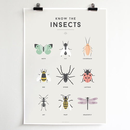Deer industries Kids Store Singapore, Educational Poster for Kids, Educational Chart for Children, Kids Wall Decor, Children Study Room Decor, Insects Educational Chart