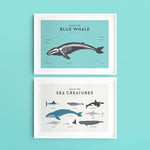 Deer Industries Kids Decor Store, Children' Educational Posters of Sea Creatures, Squared Charts