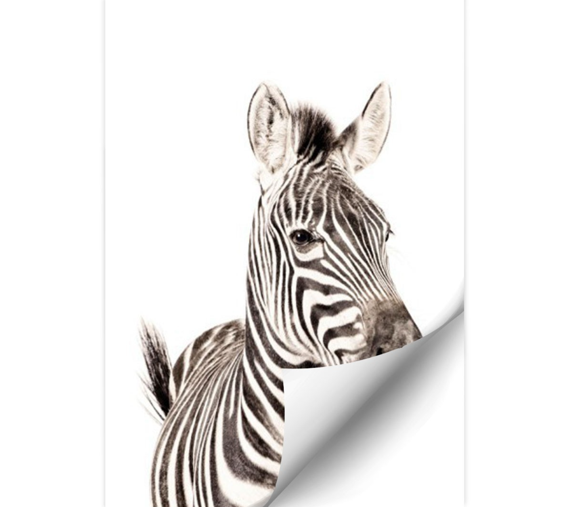 Magnetic Poster Zebra