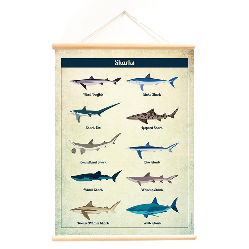 Deer Industries Wall Posters, Educational Poster Sharks, Poster with Hanger, Teenager & Kids Room Decor